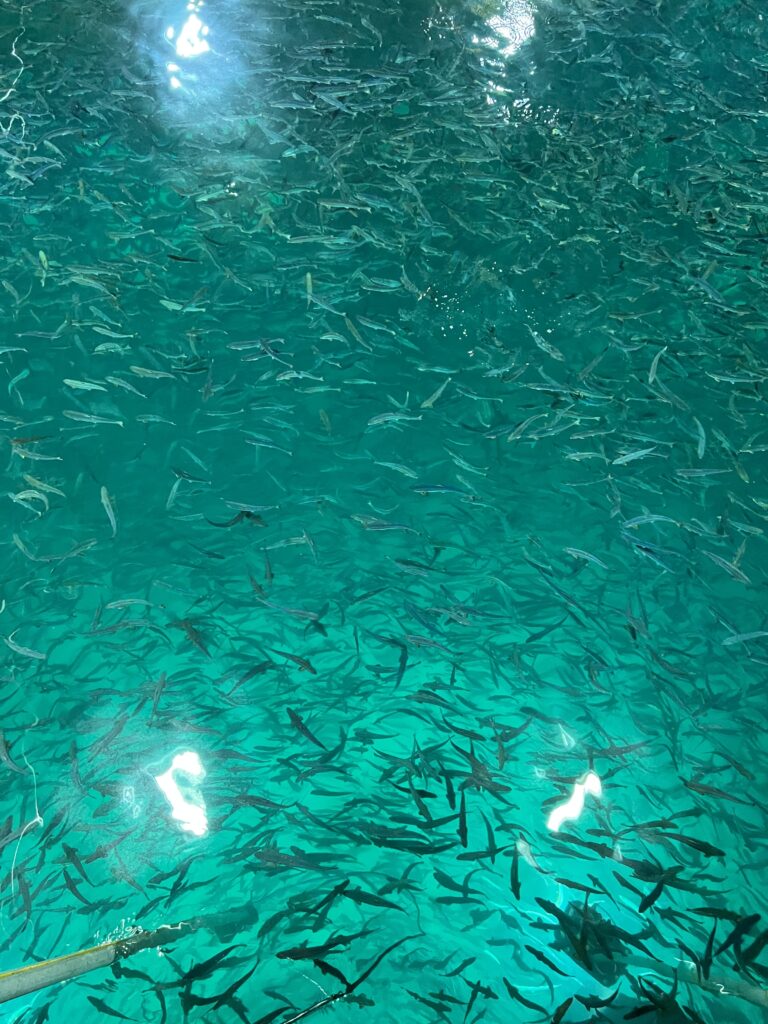 Nytt utsett i går: Salmon Evolution satte ut 230.000 smolt