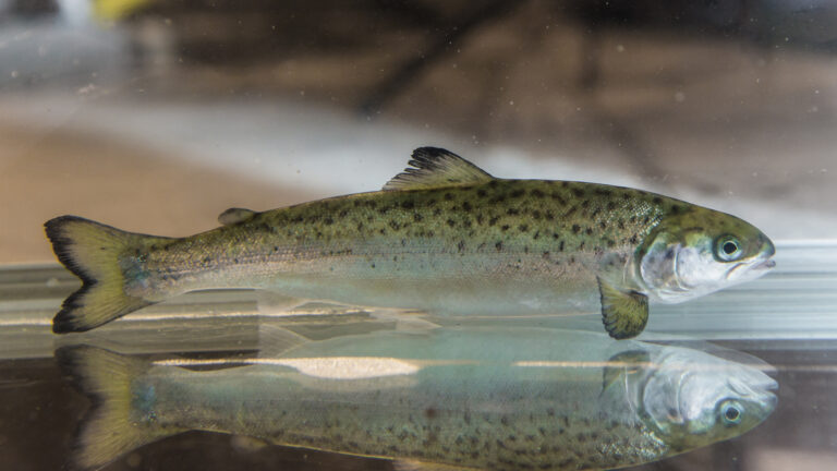 Forskere har utviklet helsetest for smolt