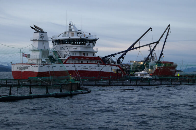 Nova Sea slaktet mindre, men tjente mer per kilo laks