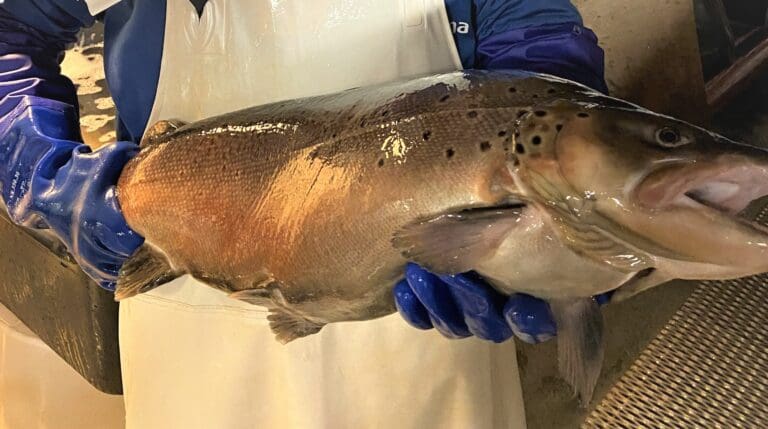 Driva Aquaculture henter penger – og hyrer ny daglig leder