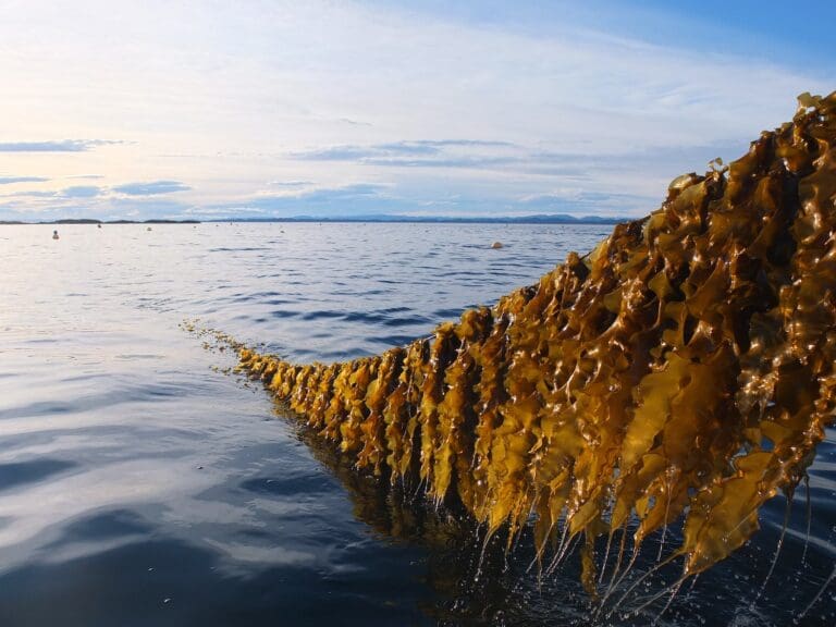 Seaweed Solutions sikrer seg 46 millioner kroner i frisk kapital
