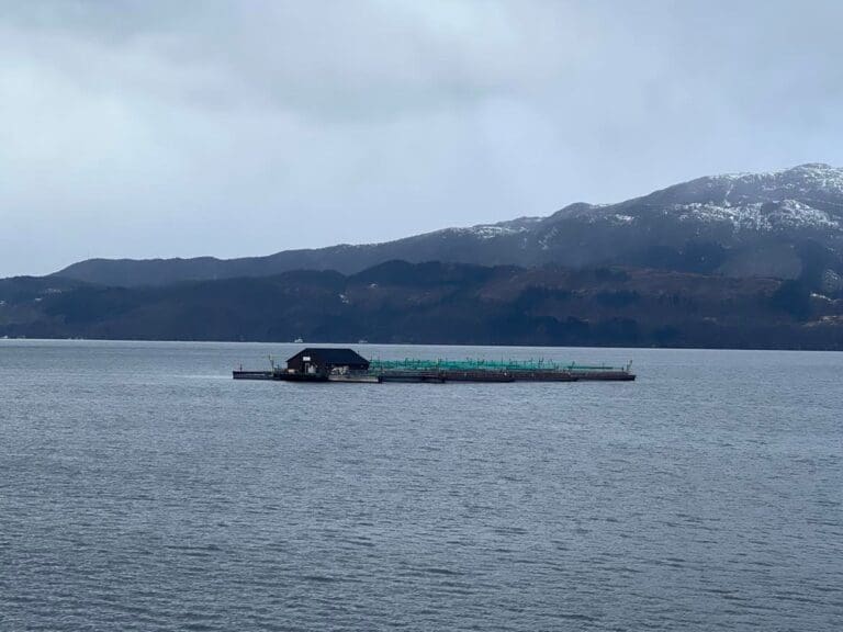 Lakseprisen faller tilbake – ned mot 120 kroner