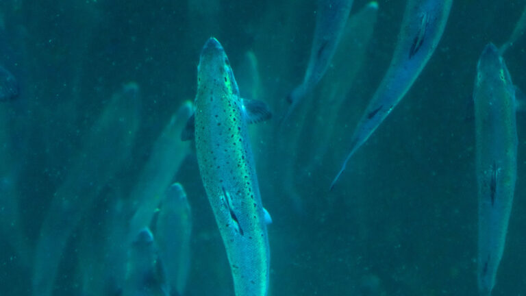 – Oppdrett i strid med laksens biologi og økologiske tilpasninger