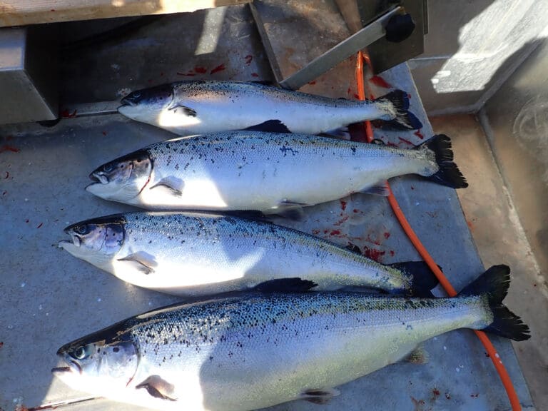 Svak fiskehelse stopper triploid laks