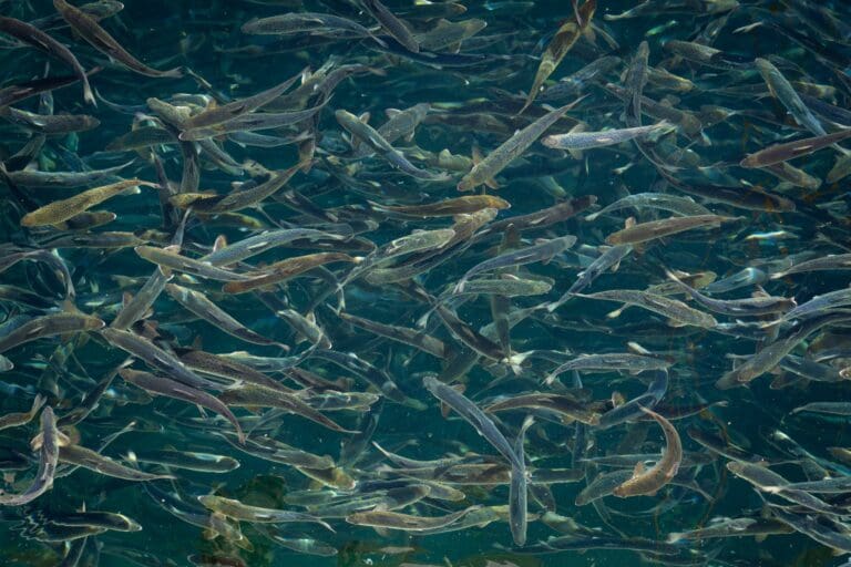 Lav snittvekt og prisoppnåelse på første slakt for Andfjord Salmon