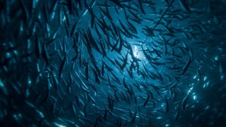 Andfjord Salmon sikrer seg 700 millioner i banklån for neste byggetrinn