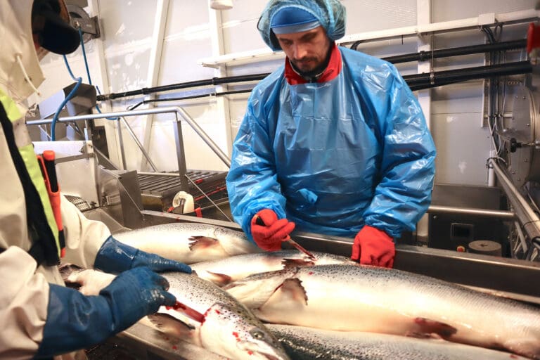 Massivt prisgap mellom fiskestørrelsene: – Småfisk tyter ut fra veldig mange slakterier