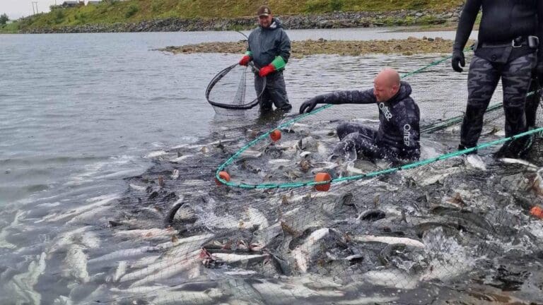 Nær 15.000 pukkellaks tatt ut av norske elver