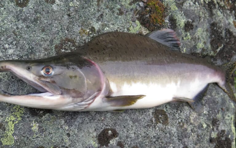 Selger pukkellaks til over 200 kroner kiloet