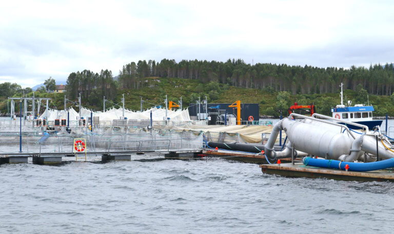 Pure Norwegian Seafood: – Granskingen avdekker systematisk og skjult salg av laks
