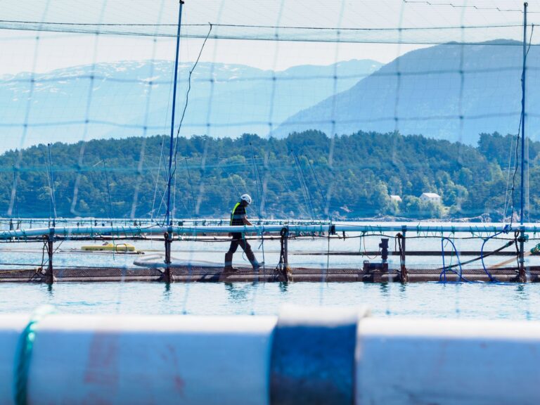 Lerøy tar inn biprodukt fra kylling i fôret: – Forventer at flere vil følge etter