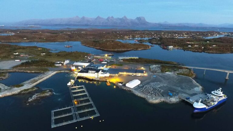 Mowi surfet på rekordvolumer i tredje kvartal. Neste år vil selskapet produsere en halv million tonn laks