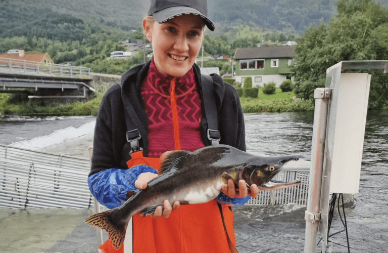 Forsøker å krysse pukkellaks med norsk villaks