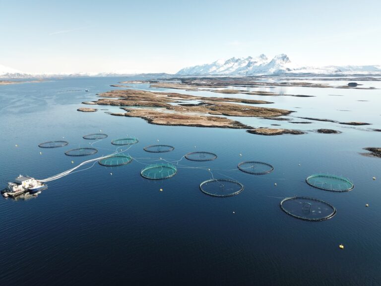 Rundt tre millioner fisk er smittet av PD i Nordland. Nå endrer Mattilsynet restriksjonssonen.