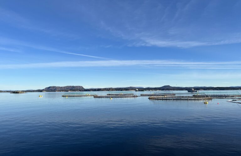 Regnbueørret rømte fra Lerøy i Øygarden