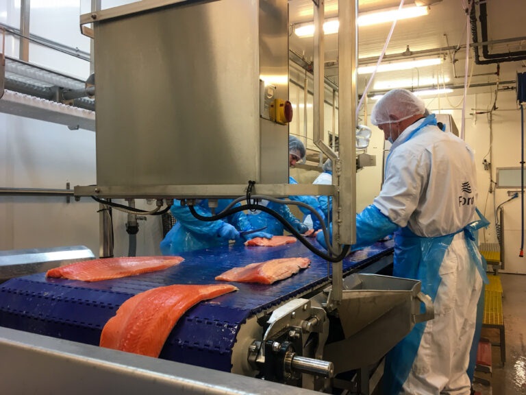 Uvanlig høye mengder &laquo;prodfisk&raquo; løfter filetsalget