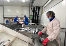 Høy tilvekst sender storfiskprisene ned