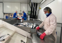 Høy tilvekst sender storfiskprisene ned