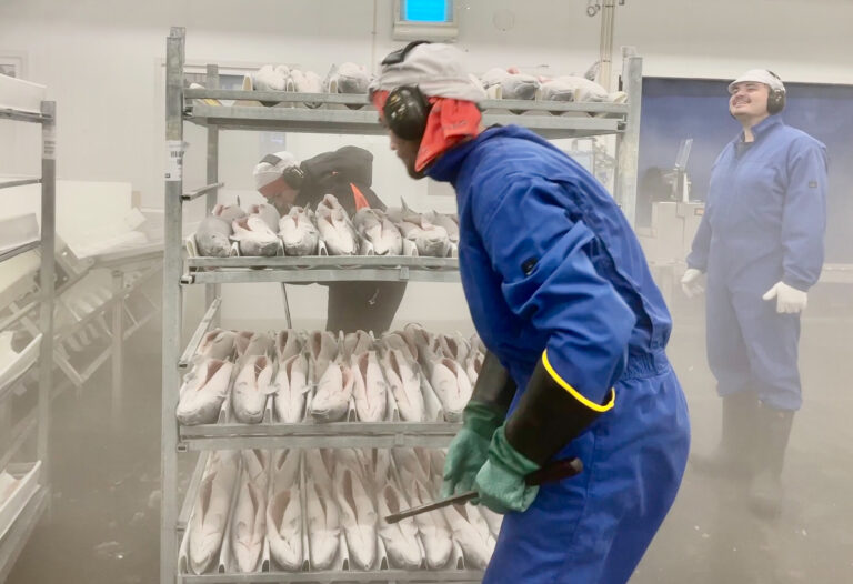 Rikelig utbud av storfisk demper lakseprisene