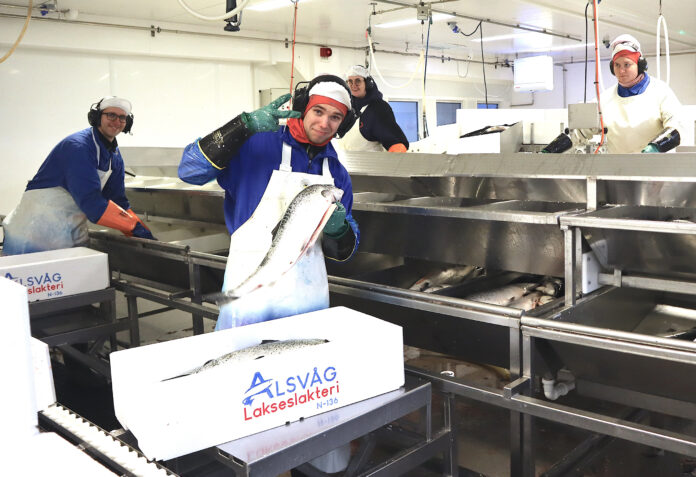 ALSVÅG LAKSESLAKTERI_6571