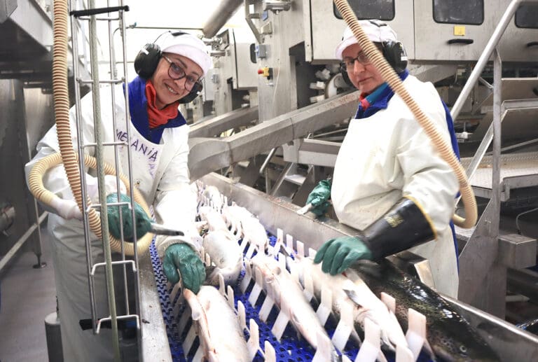 Få slaktedager sender påskelaksen til ny årsbeste. Prisen nærmer seg “all time high”