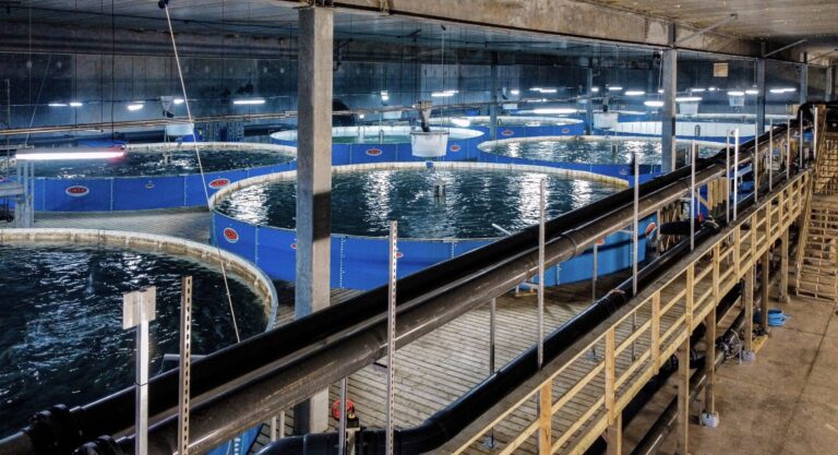Biofilter-svikt tok livet av 100.000 fisk