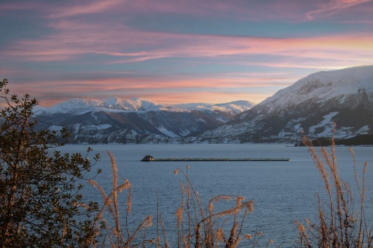 Alsaker Fjordbruk: – Ingen i næringen kan være fornøyd med en dødelighet på 15 prosent