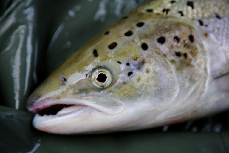 Sverige stopper laksefisket i flere elver