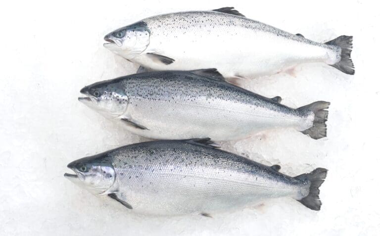 Bue Salmon: – Fisken er jo helt strøken. Og nå begynner den å nærme seg fire kilo