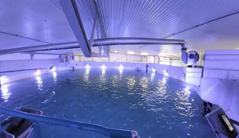 Hjelvik Matfisk slapp ut urenset avløpsvann: – Det var heldigvis en beskjeden biomasse i anlegget