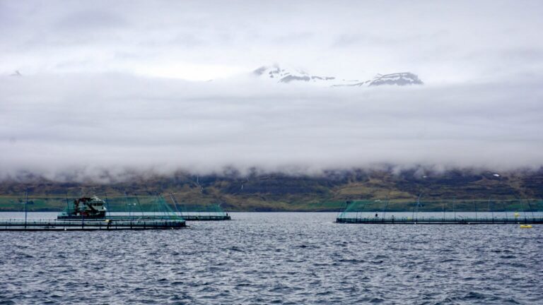 Høye forventninger til islandske oppdrettere: Sterk tro på vekst i produksjon og lønnsomhet