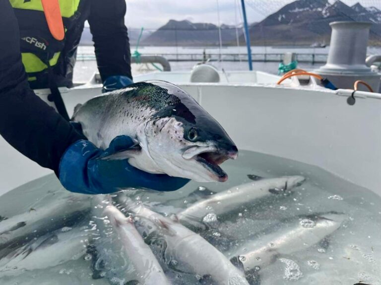 Islendingene om frihandel med Kina: – Åpenbart et attraktivt marked