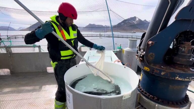 Bli med på lusetelling i en islandsk fjord