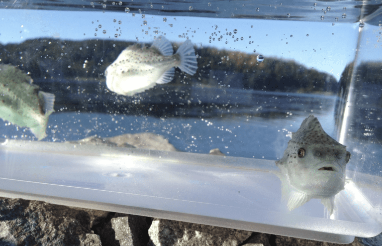 Vest Aqua Base konsoliderte stillingen:  – Driften gikk problemfritt, både teknisk og biologisk