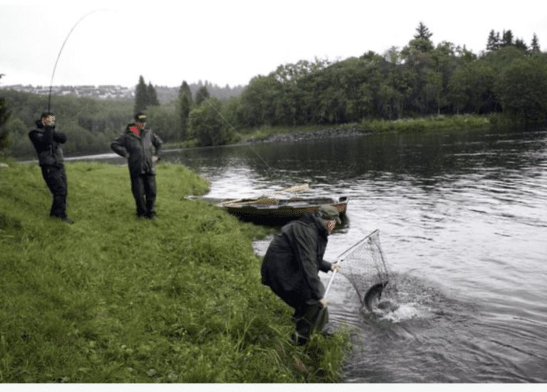 Laksefisket kan bli stanset