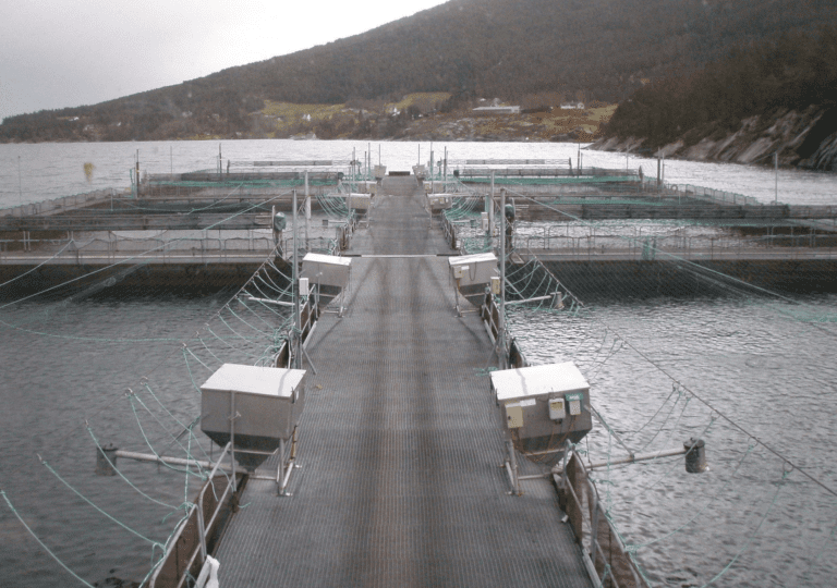 Erko Seafood omsatte for nesten halvannen milliard kroner og doblet resultatet