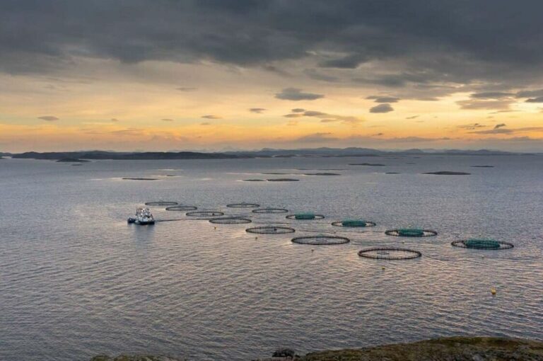 To ILA-tilfeller på rappen for SalMar i Nærøysund