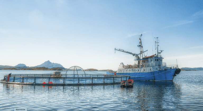 Selsøyvik Havbruk: – Når du slakter litt fisk da, så blir det et godt årsresultat