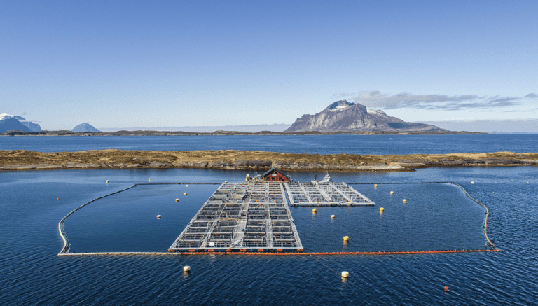Gigante Havbruks driftsresultat ble halvert