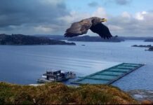 Slik gikk det da Engesund Fiskeoppdrett ble satt under lupen av Mattilsynet