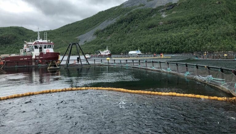 Northern Lights Salmon: – Satsinger for framtiden justeres i takt med usikkerheten