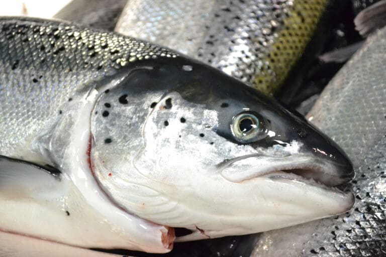 Fangster av rømt oppdrettslaks i elver i sørlige deler av Nordland