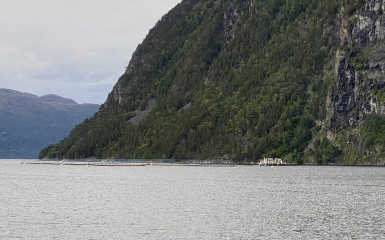 Mistanke om BKD hos Hofseth i Stranda