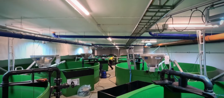 Alpha Aqua ansetter trio fra Billund Aquaculture