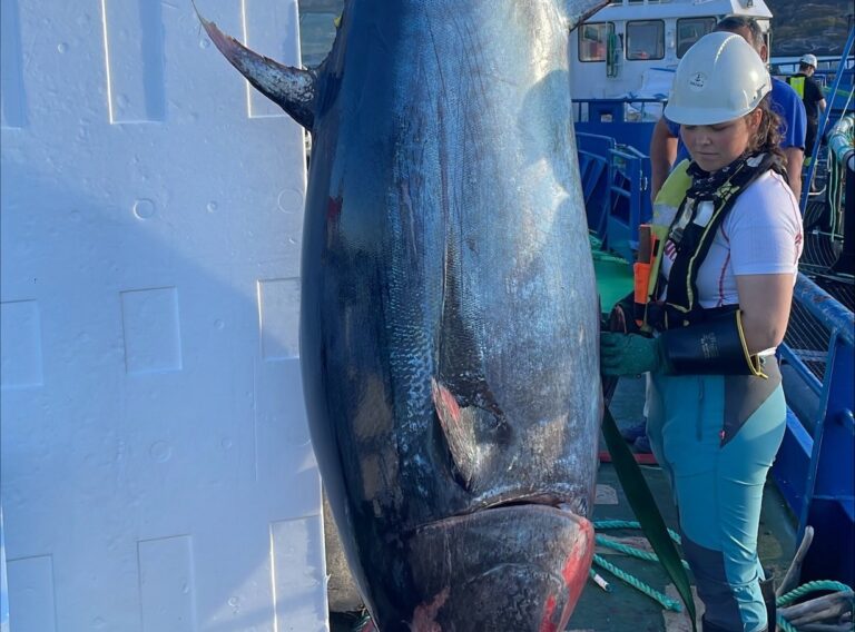 Størje på 345 kilo fanget i Firda-merd