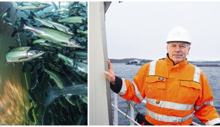 Miljøgift frå impregneringsmiddel funnen i laksefilet