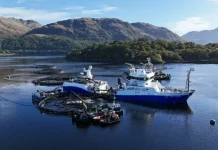 Over én av tre skotske oppdrettslaks døde i fjor