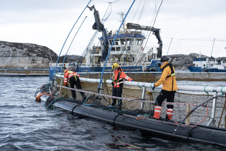 Bremnes Seashore firedoblet driftsresultatet: – Vi har bedre kostnadskontroll