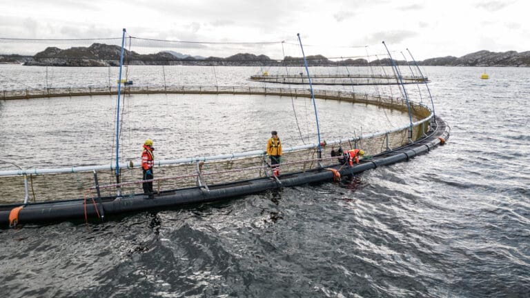 Ny giv for strømgjerdesatsing mot lus – og maneter?
