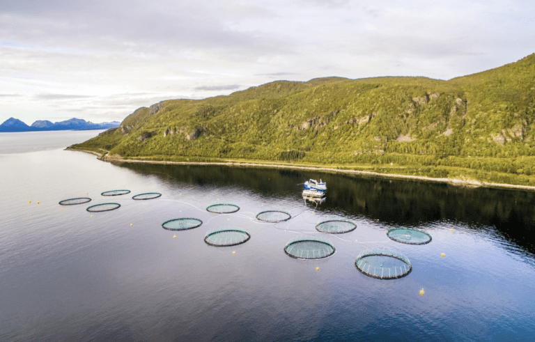 Perlesnormanetproblemer setter en demper på Kleiva Fiskefarm-resultatet